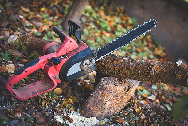 How Our Tree Care Process Works  in  Bolivar, TN